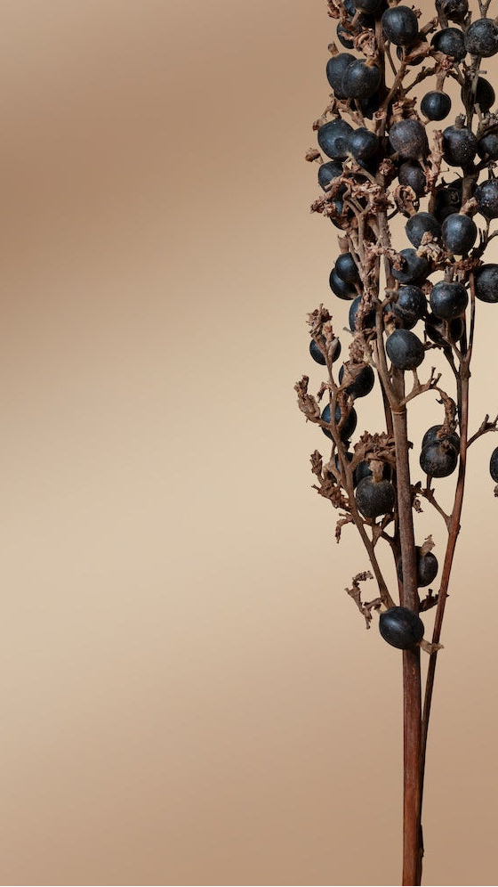 Blackberry - Set of 3