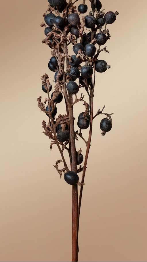 Blackberry - Set of 3