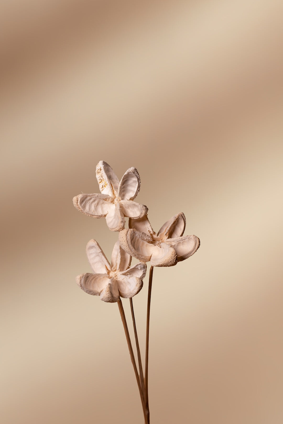 Bullet Flower