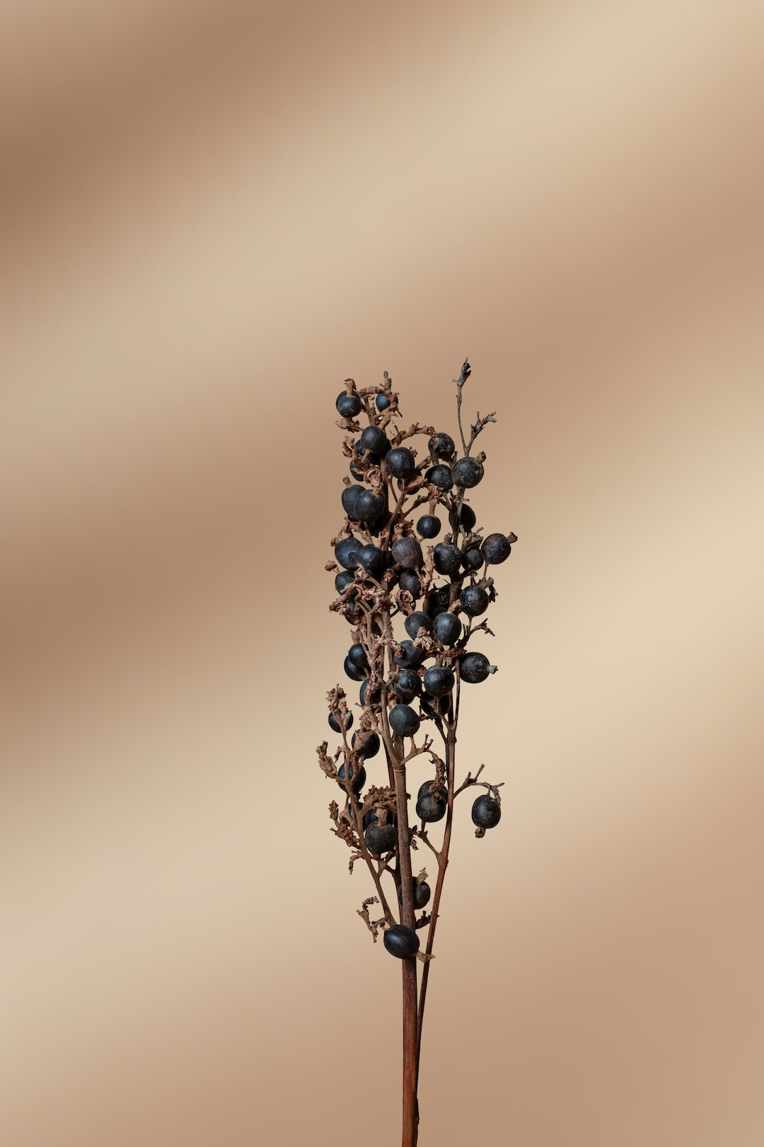 Blackberry