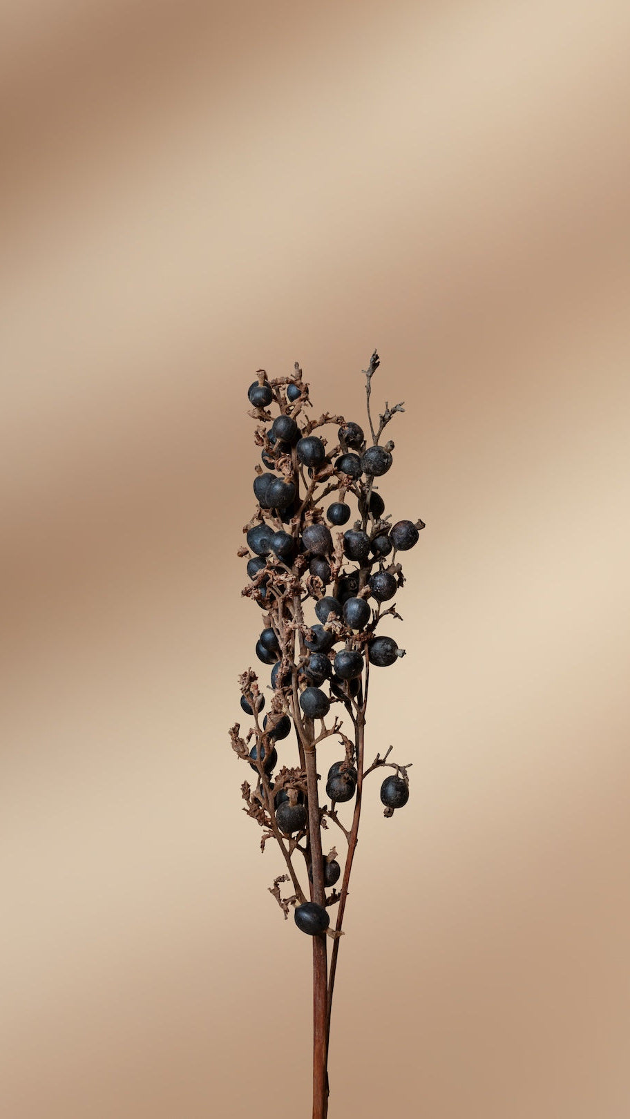Blackberry - Set of 3