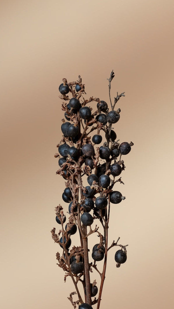 Blackberry - Set of 3