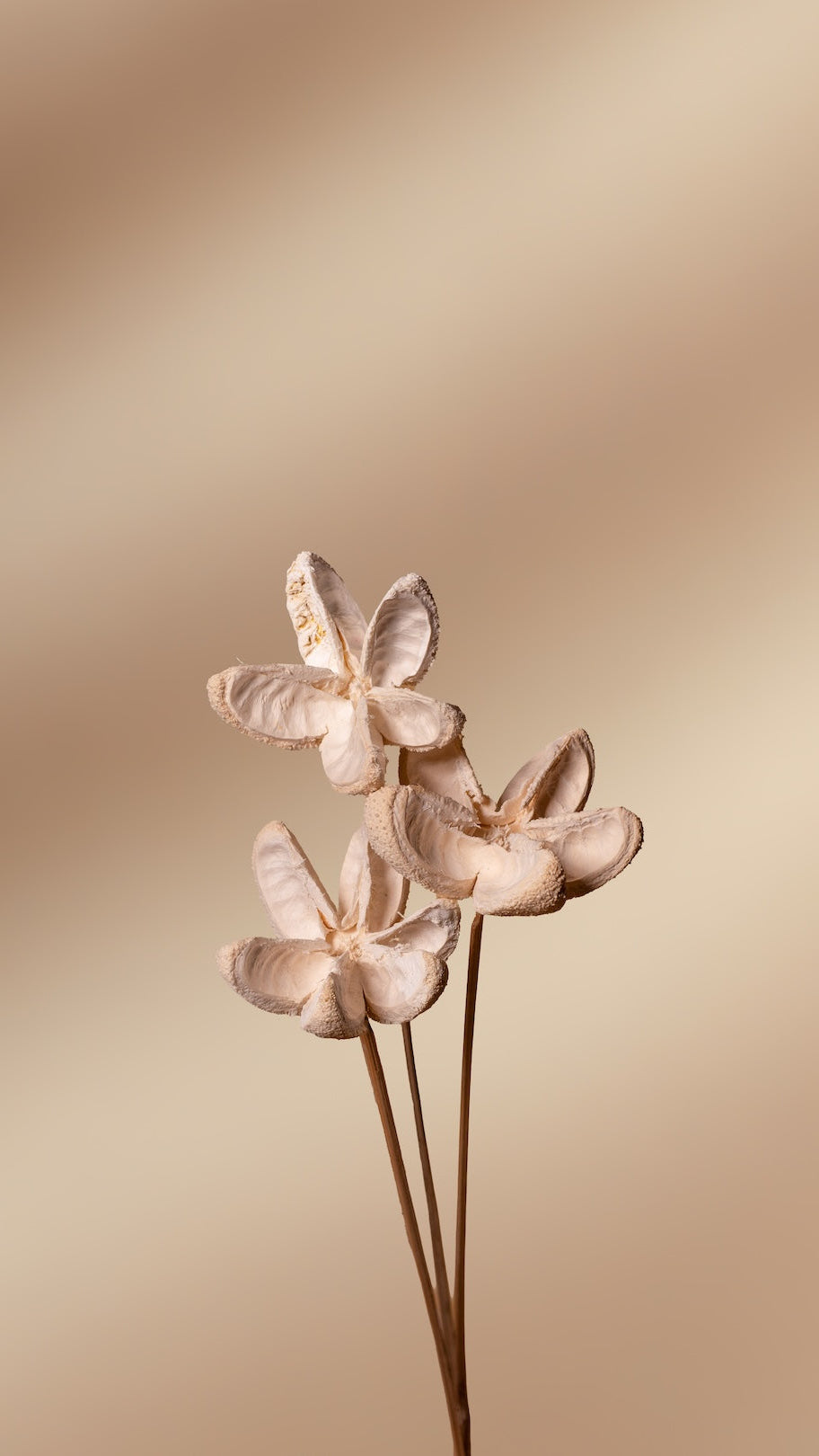 Bullet Flower - Set of 5