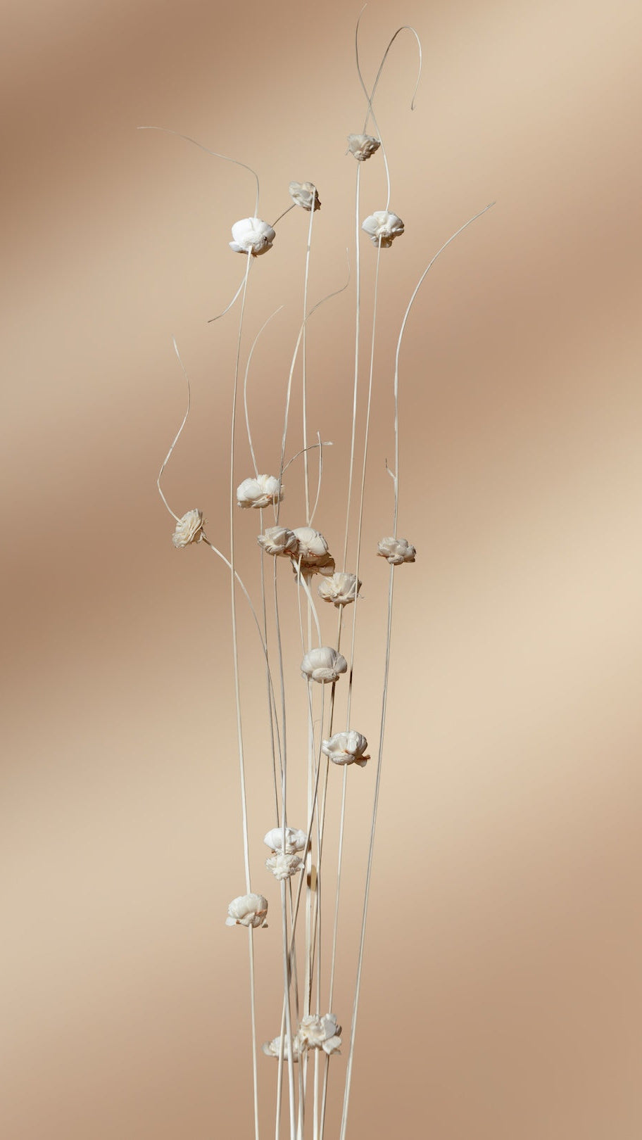 Coco Beli - Set of 10