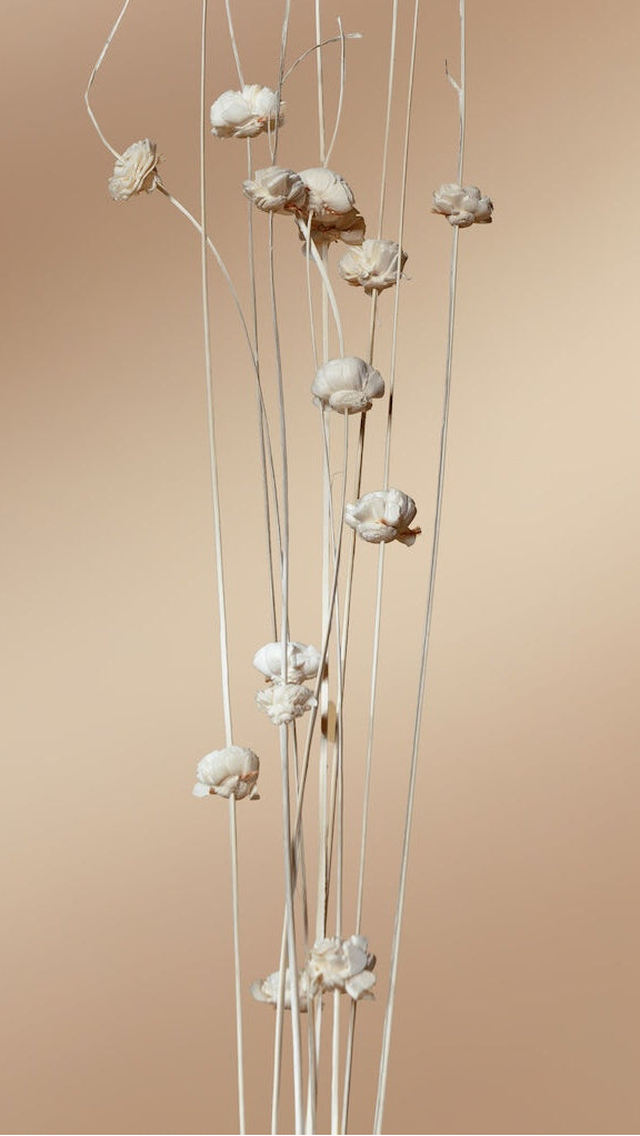 Coco Beli - Set of 10