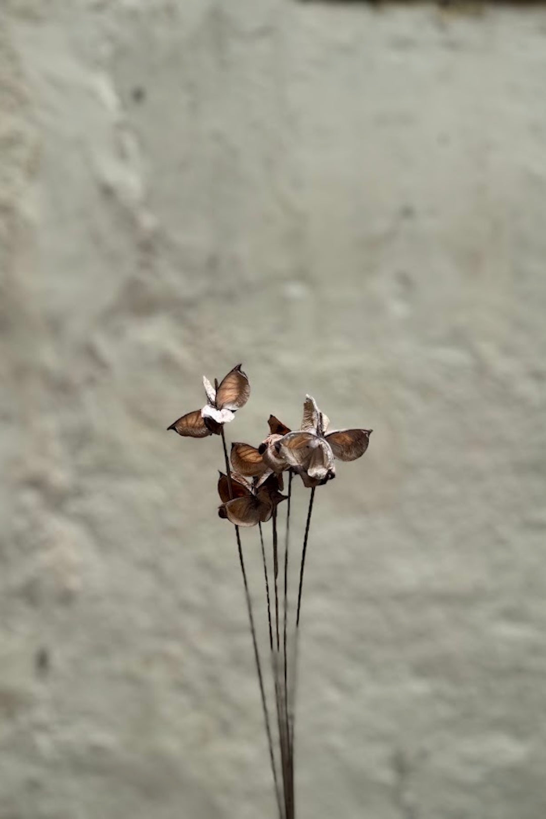 Cotton Pod - Set of 5