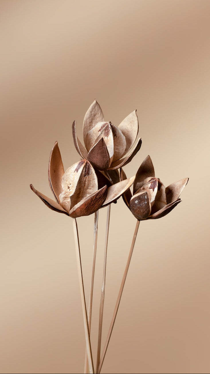 Lily - Set of 10