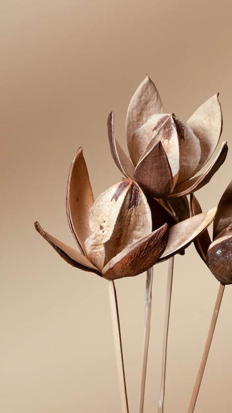 Lily - Set of 10
