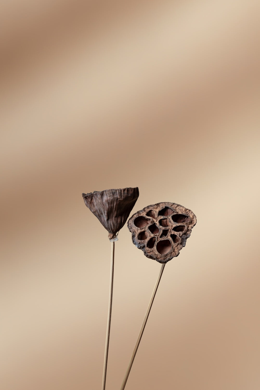 Lotus Pod